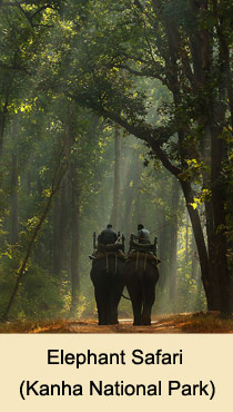Elephant Safari, Kanha National park