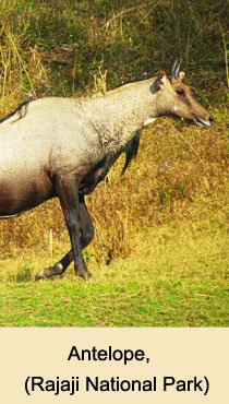 Rajaji National Park