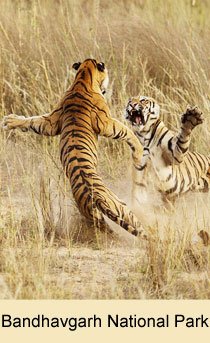 Bandhavgarh National Park