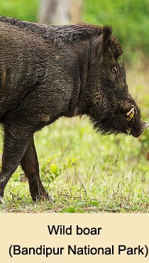 Bandipur National Park