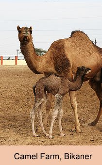 Camel Farm, Bikaner
