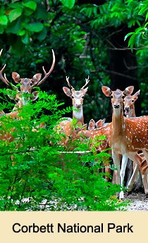 Corbett National Park