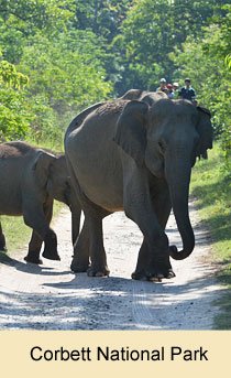 Corbett National Park