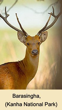 Kanha National Park