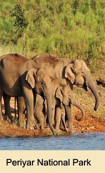 Periyar National Park