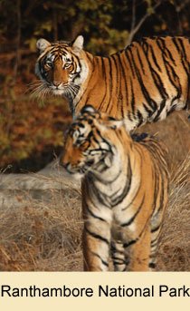 Ranthambore National Park
