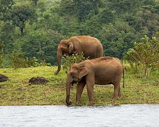 Thekkady